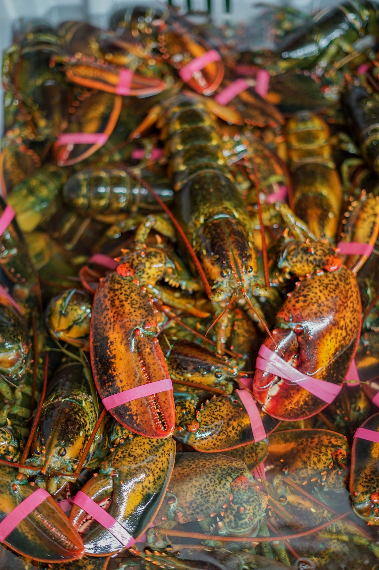 Live Lobster Hardshell Only
