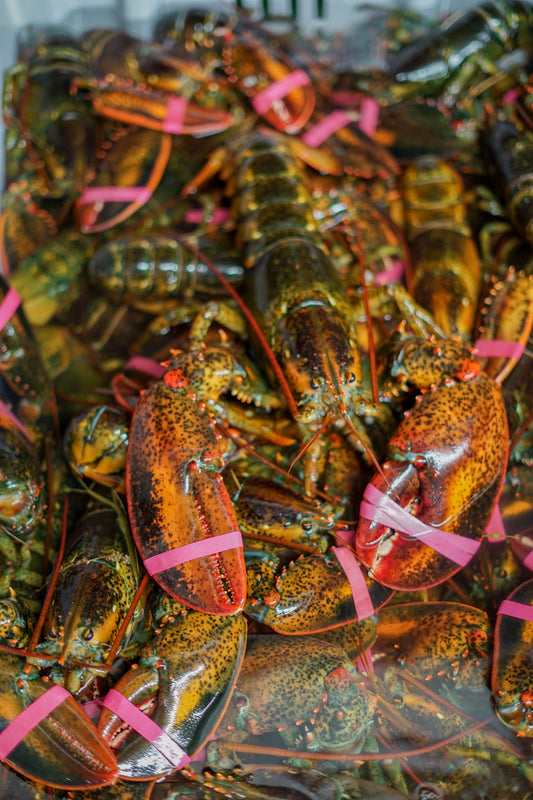 Live Lobster Hardshell Only